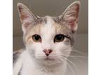 Adopt Lilly a Domestic Short Hair