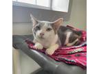 Adopt Stella a Domestic Short Hair