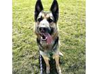 Adopt Meeshria a German Shepherd Dog