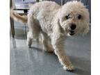 Adopt Francis a Bichon Frise