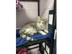 Adopt Pipp a Domestic Medium Hair, Domestic Short Hair