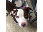 Adopt Hope a American Staffordshire Terrier
