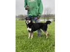 Adopt Moana a Shepherd, Husky