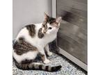 Adopt Mira a Domestic Short Hair