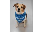 Adopt Lizzy a Beagle, Terrier