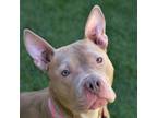 Adopt Cinnamon a Mixed Breed, Pit Bull Terrier