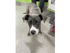 Adopt BABS BUNNY a Pit Bull Terrier, Mixed Breed