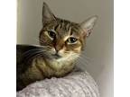 Adopt Meadow a Domestic Short Hair