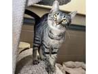 Adopt Appt. Pending- Kaya a Domestic Short Hair