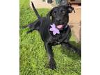 Adopt Gretchen a Labrador Retriever, Mixed Breed