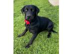 Adopt Tiffany a Black Labrador Retriever, Mixed Breed