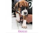 Adopt CeCe a Beagle, Hound