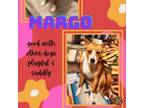 Adopt Margo a Terrier