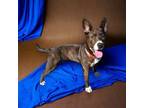 Adopt Knucklehead a Terrier, Mixed Breed