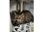 Adopt Doodle a Domestic Long Hair