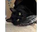 Adopt Claire a Domestic Short Hair