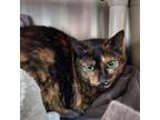 Adopt Squiggles a Domestic Short Hair