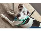 Adopt Stevie Nicks *Fostered with Dogs and Cats* a Pit Bull Terrier