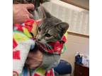 Adopt Houston a Domestic Short Hair