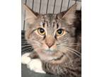 Adopt Piper a Domestic Long Hair