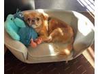 Adopt Coco a Pekingese, Shih Tzu