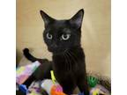 Adopt Tea a Domestic Short Hair