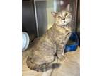 Adopt Scuba Marie a Domestic Short Hair