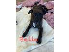 Adopt Belle 30020 a Pit Bull Terrier, Mixed Breed