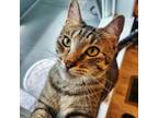 Adopt Moxy a Domestic Short Hair