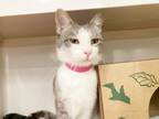 Adopt RANDI a Domestic Short Hair