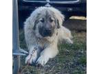 Adopt Sadie a Shepherd, Anatolian Shepherd