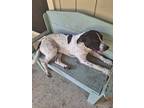 Adopt Dottie a Setter