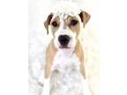 Adopt Balenciaga a Terrier, Mixed Breed