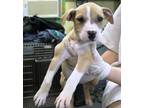 Adopt Balenciaga a Terrier, Mixed Breed