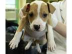 Adopt Belinda a Terrier, Mixed Breed