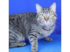 Adopt Layne- 032909S a Domestic Short Hair