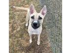 Adopt Maggie a Mixed Breed