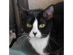 Adopt Rue a Domestic Short Hair