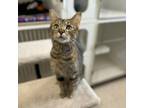 Adopt Crayola--In Foster***ADOPTION PENDING*** a Domestic Short Hair
