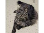 Adopt Minnie--In Foster***ADOPTION PENDING*** a Domestic Long Hair