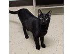 Adopt Selina--In Foster***ADOPTION PENDING*** a Domestic Short Hair