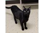 Adopt Selina a Domestic Short Hair