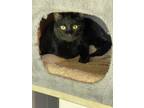 Adopt Eclipse a Domestic Short Hair