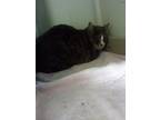 Adopt Crumbly a Domestic Short Hair