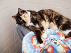 Adopt JADE a Domestic Short Hair