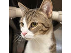 Adopt Penelope a Domestic Short Hair