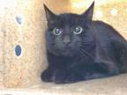 Adopt SUNDAE a Domestic Short Hair