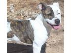 Adopt LUNA BELLE a American Staffordshire Terrier, Mixed Breed