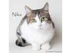 Adopt Nika a Domestic Short Hair