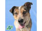 Adopt Misty a Mixed Breed